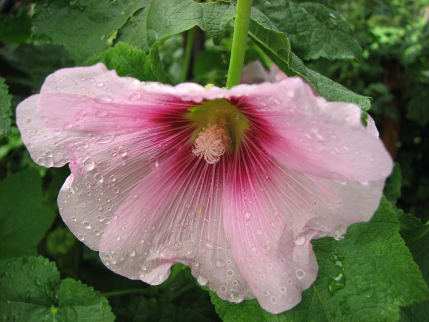 P7050957