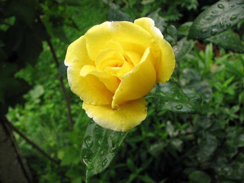 P7050958