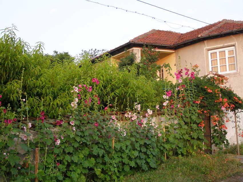 P7050962