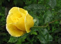 P7050953