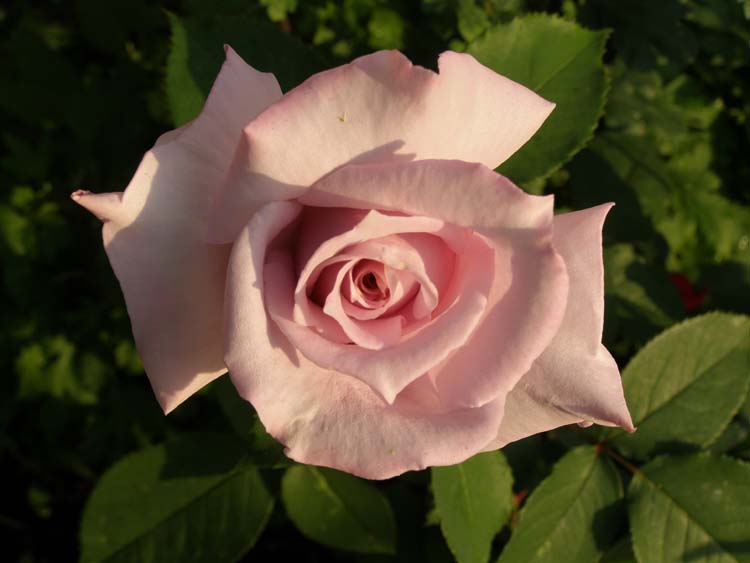 P6010326