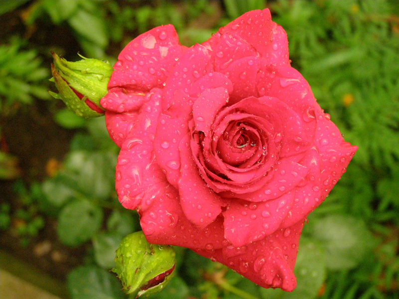 P6280465