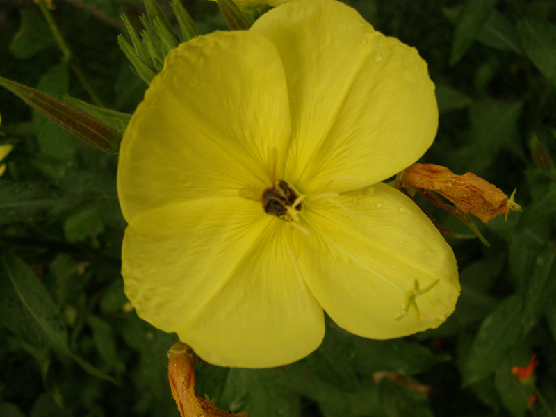 P6280466