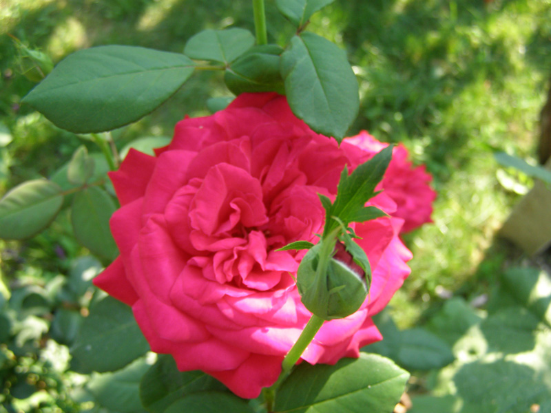 P7200647