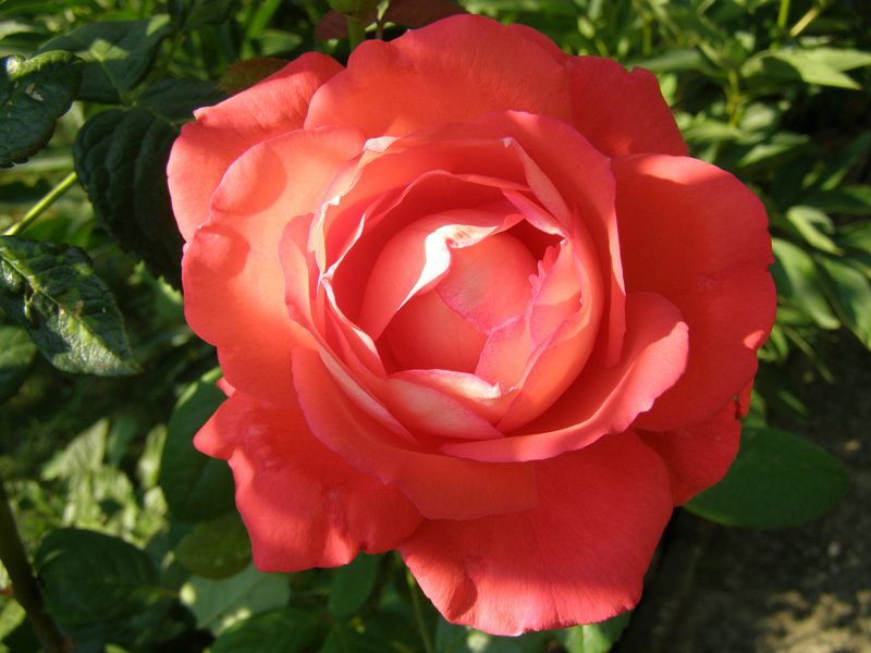 P7200651