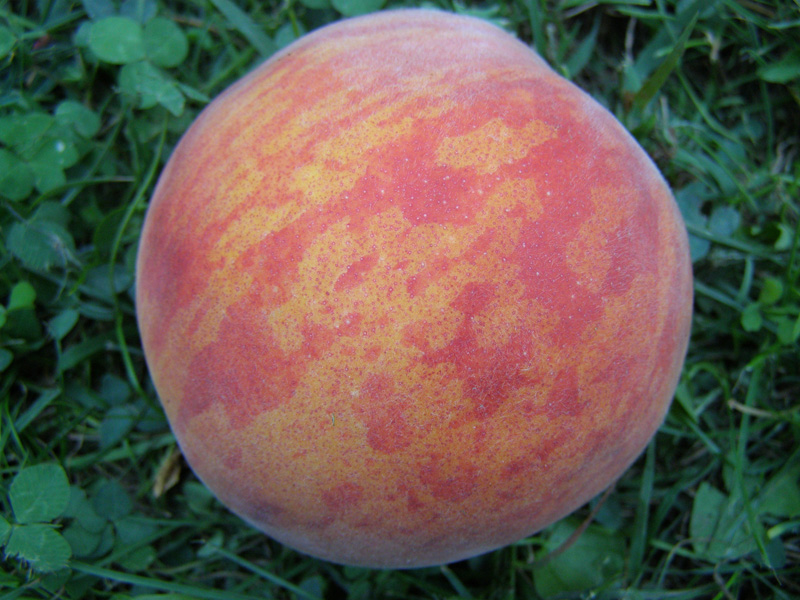 P8030185
