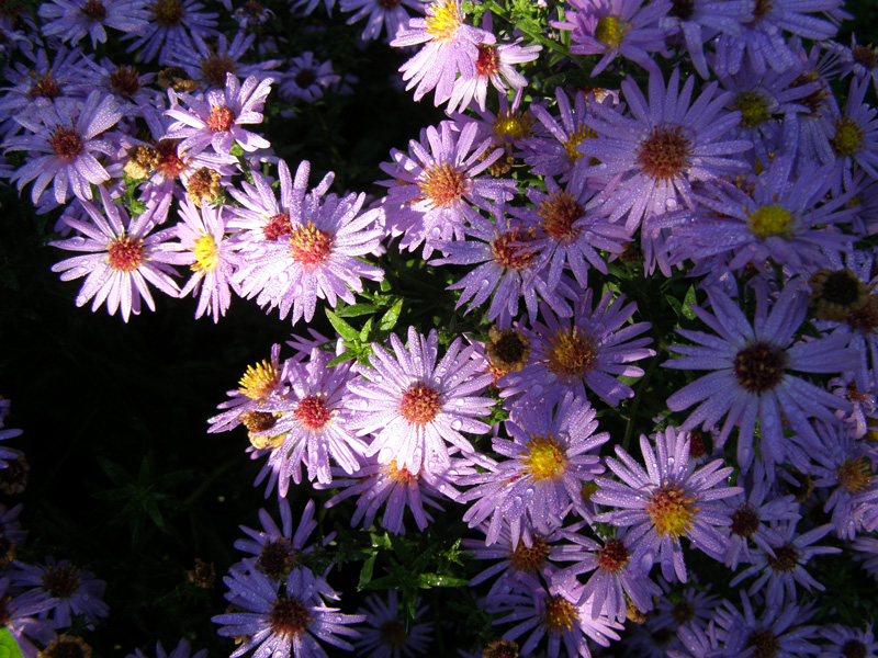 PA040753