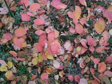 PB090052
