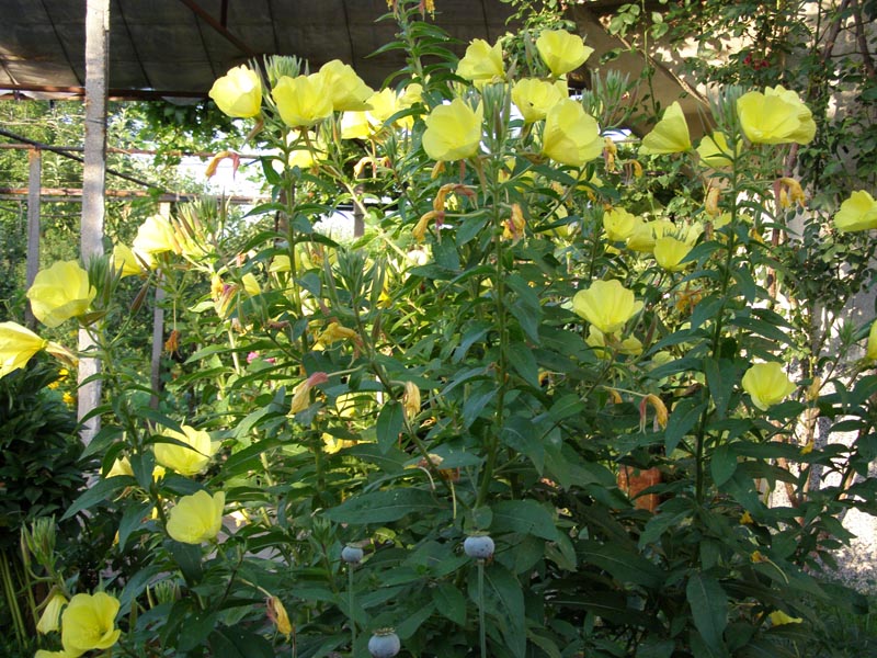 P6241134