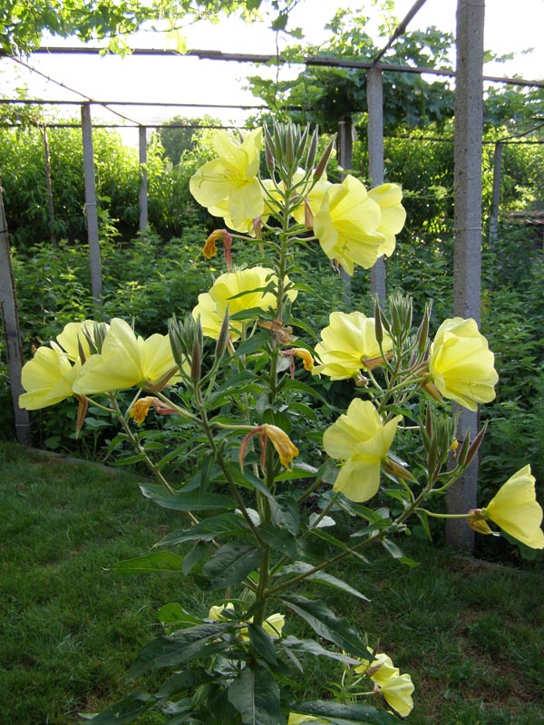 P6241138