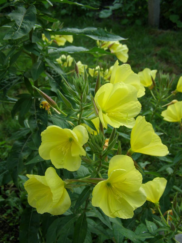 P6241139
