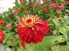 IMG_3076