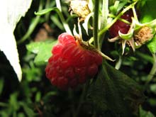 IMG_3465
