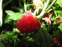IMG_3466