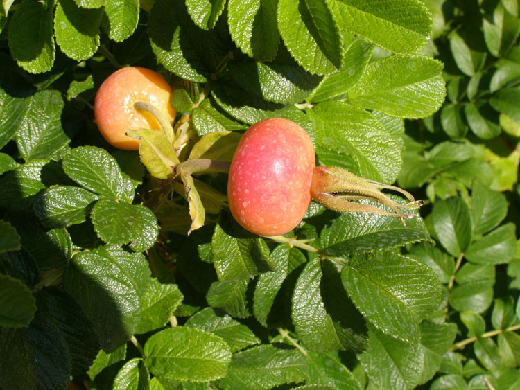 P7250002