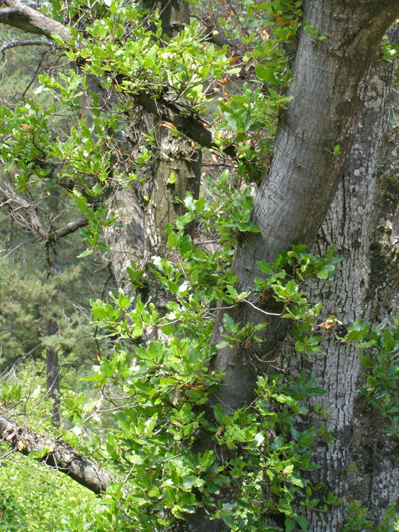 P7260002