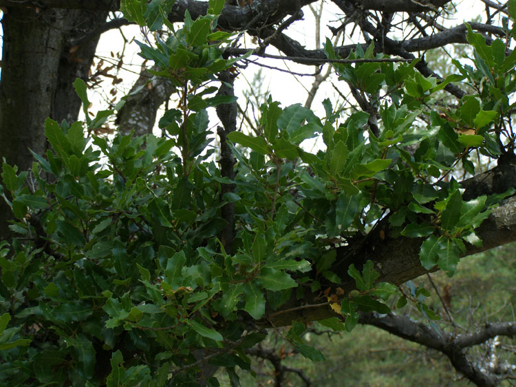 P7260003