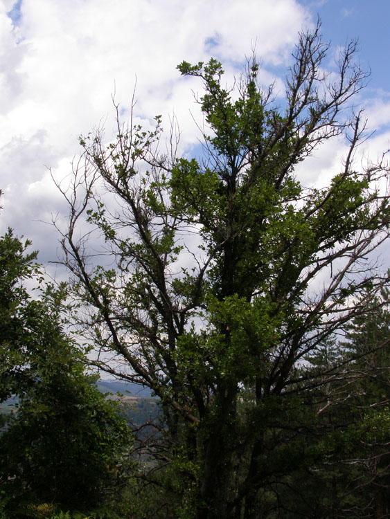 P7260004