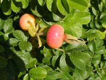 P7250002