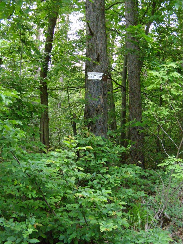 P5231300