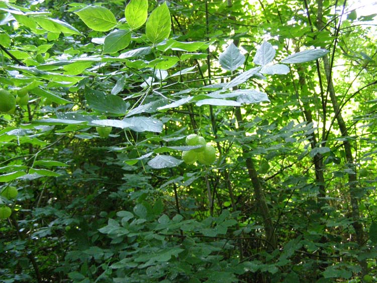 P6080368
