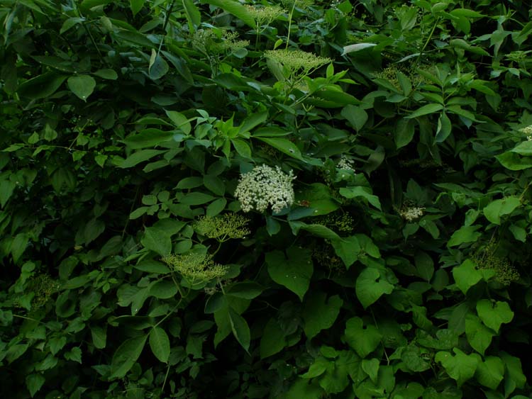 P6080405