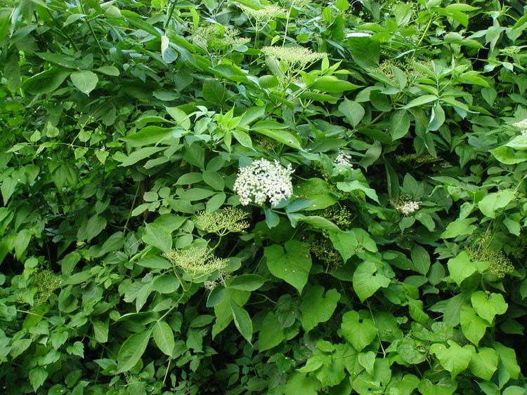 P6080406
