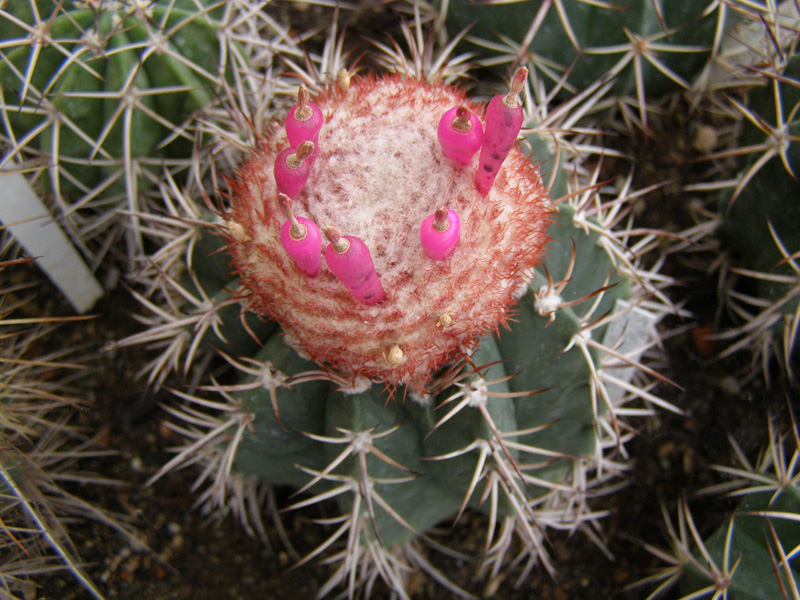 P8110224