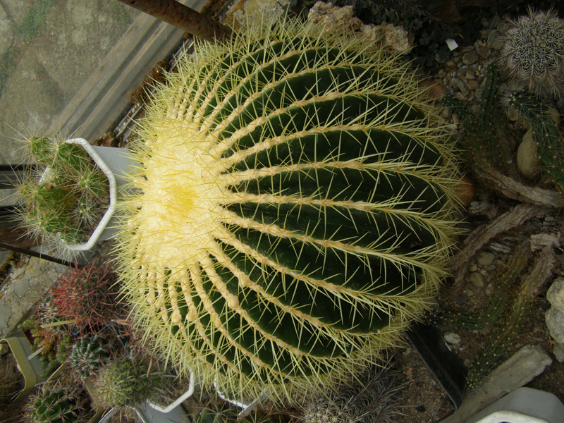 P8110230