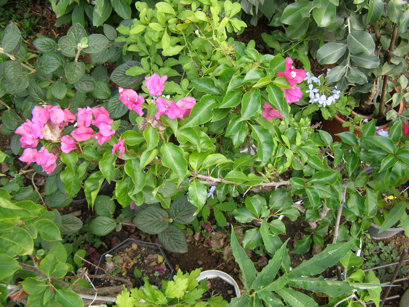 P8110235