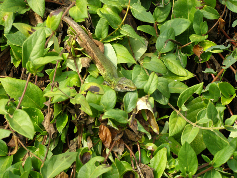 P8110239
