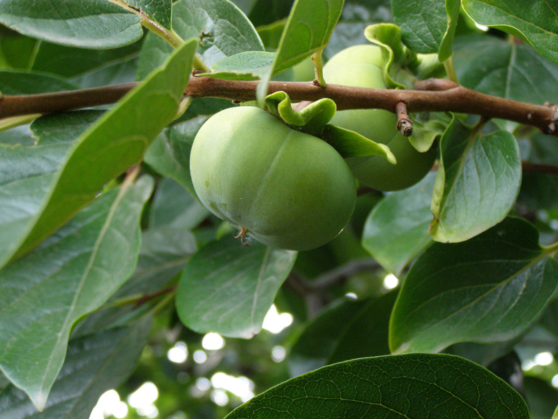 P8110240