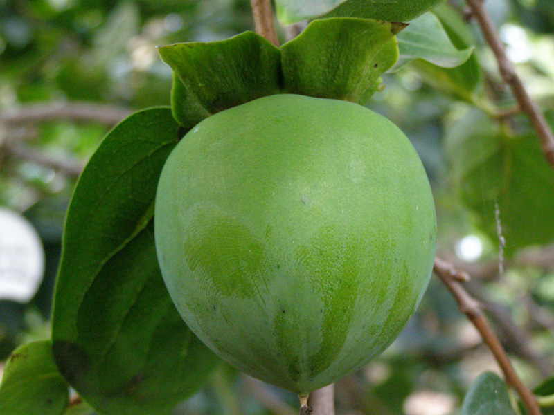 P8110241