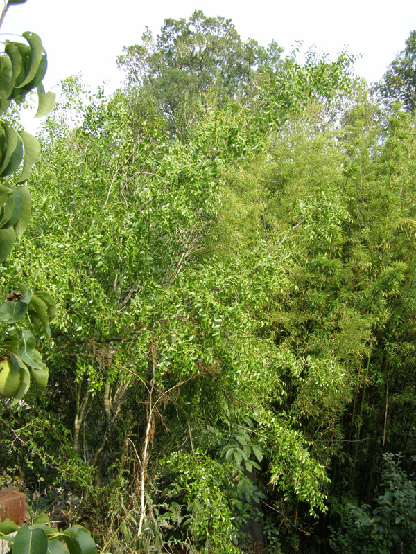 P8110248