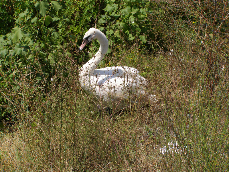 P8120273