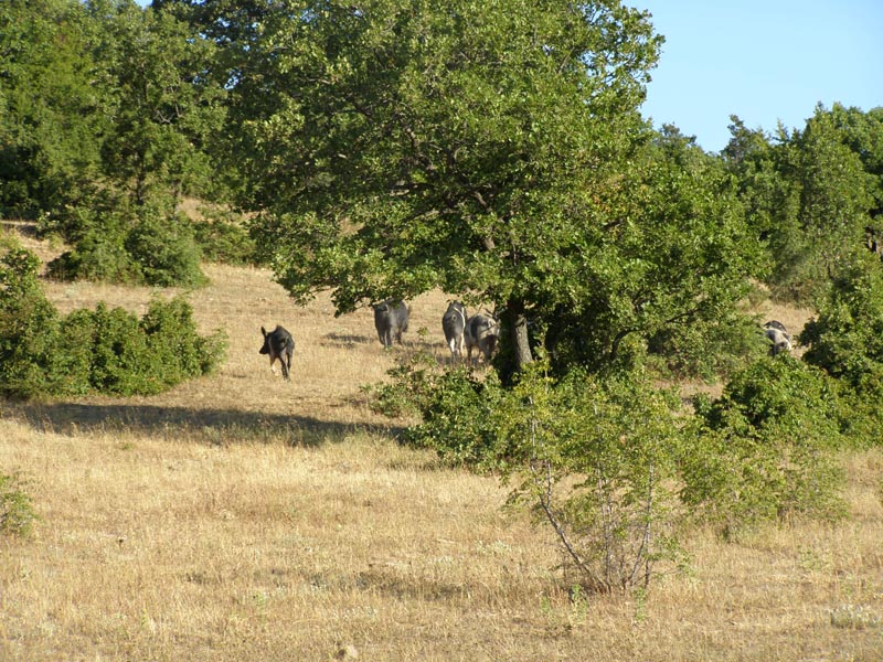 P7080026