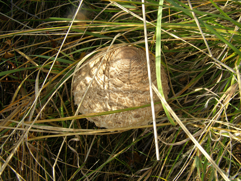 PA110757