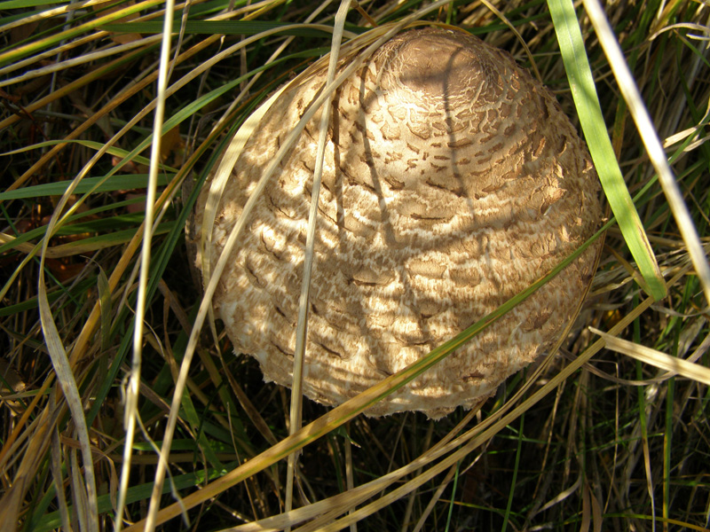 PA110758