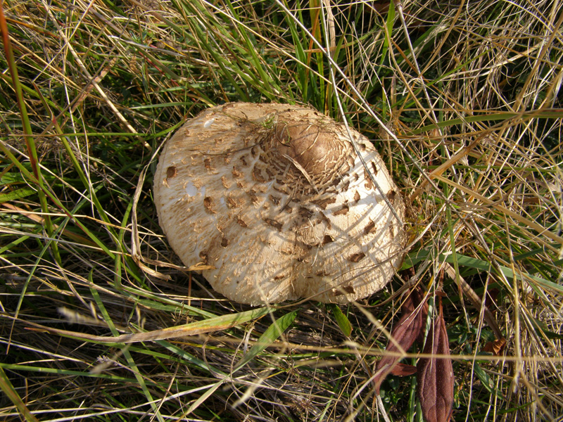 PA110759