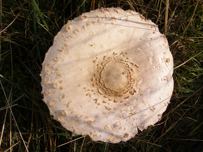 PA110761