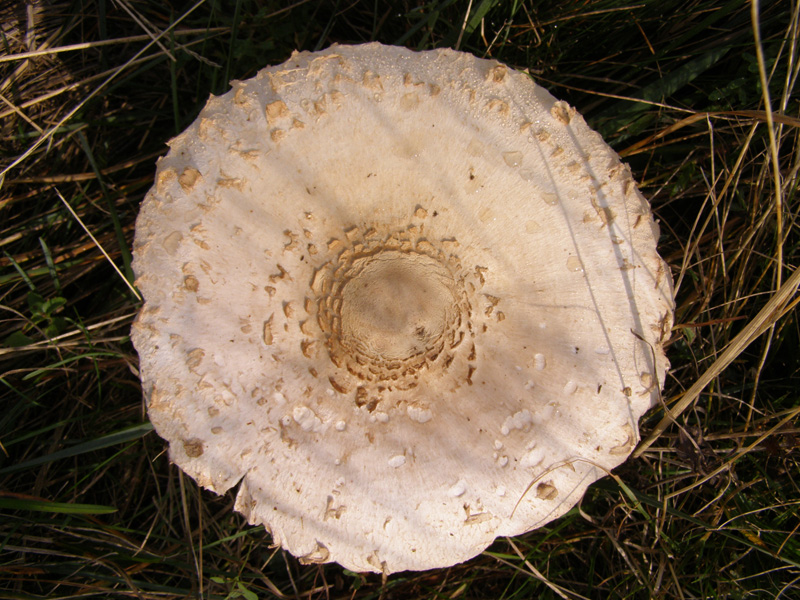 PA110762
