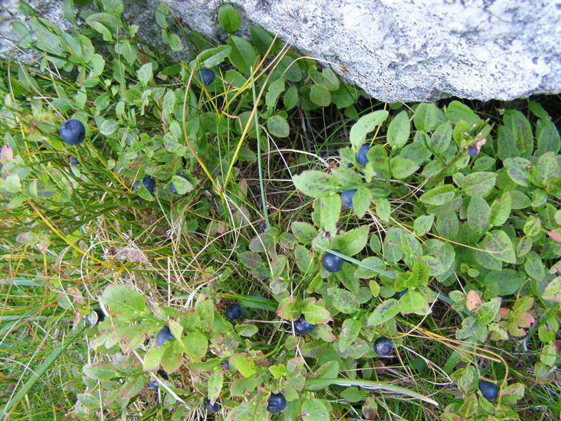 P9070679