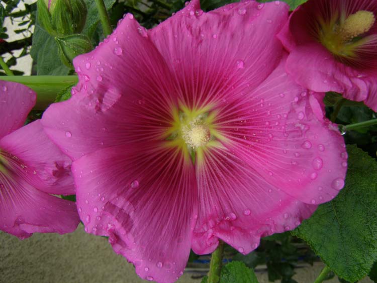 P6150428