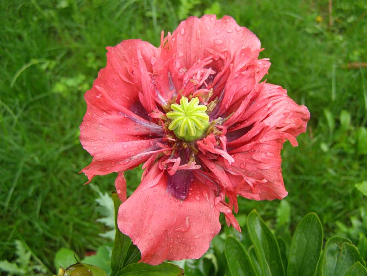 P6150432