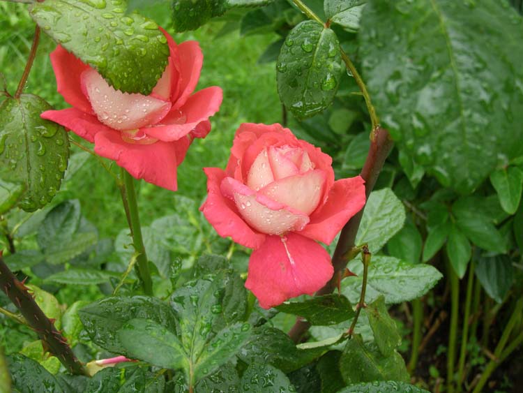 P6150433