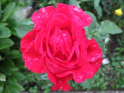 IMG_1517