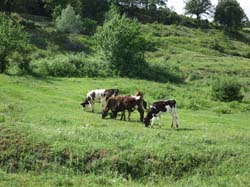 IMG_1590