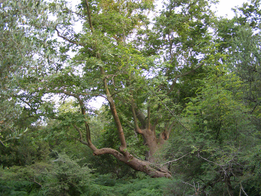 P6201015