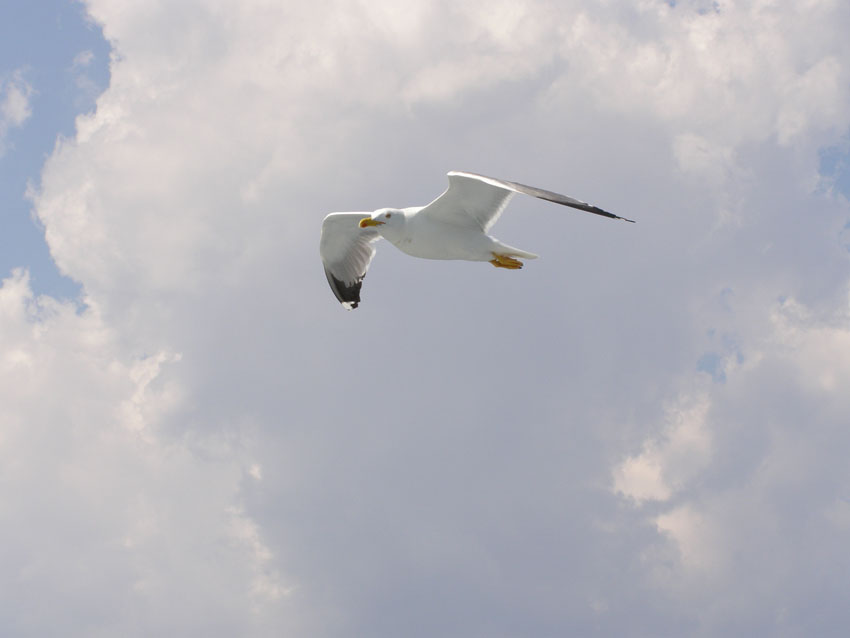 P6170785