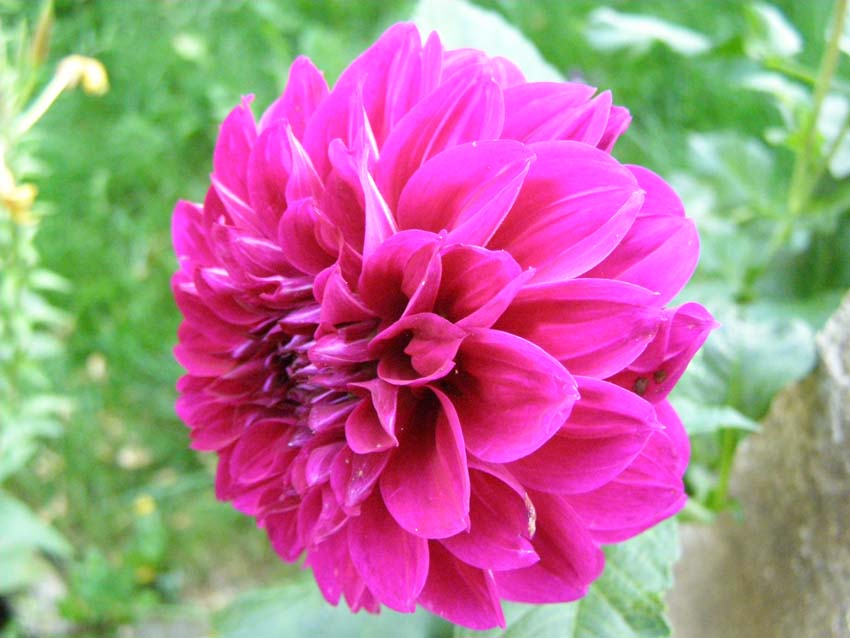 P7251065